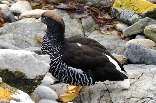 Kelp goose on Carcass