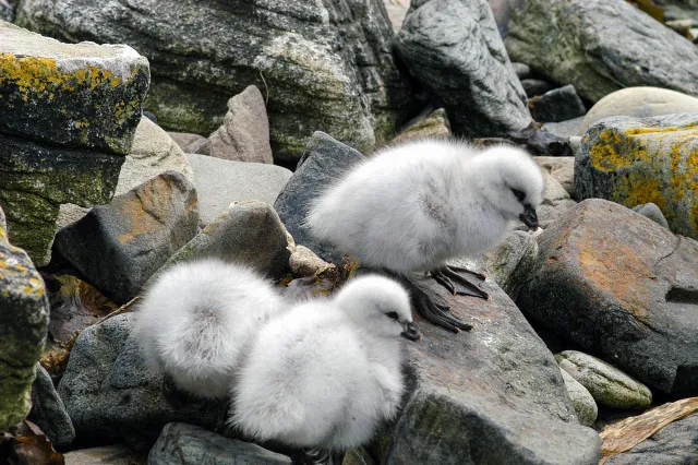 Kelp goose chicks on the coast of Carcass