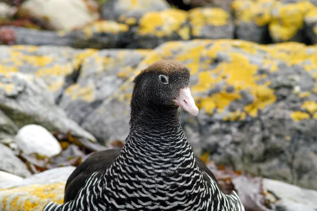 Kelp goose on Carcass