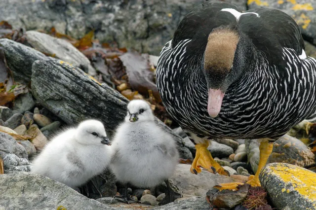 Kelp goose chicks on the coast of Carcass