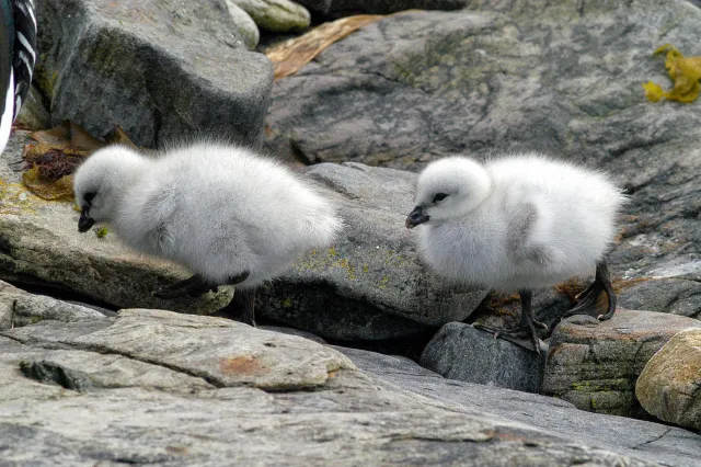 Kelp goose chicks on the coast of Carcass