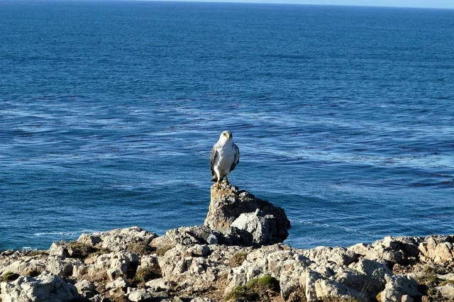 Einzelner Rotrückenbussard an der Küste von Pebble Island