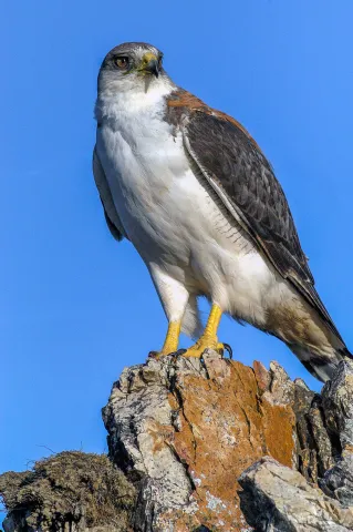 Einzelner Rotrückenbussard an der Küste von Pebble Island