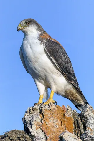 Einzelner Rotrückenbussard an der Küste von Pebble Island