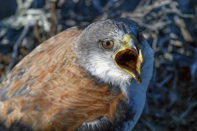 Rotrückenbussard in einer Felswand