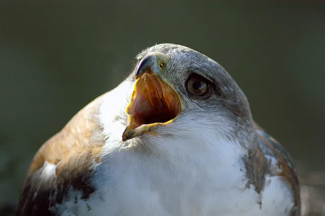 Rotrückenbussard in einer Felswand