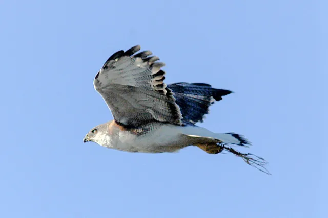 Rotrückenbussarde im Flug