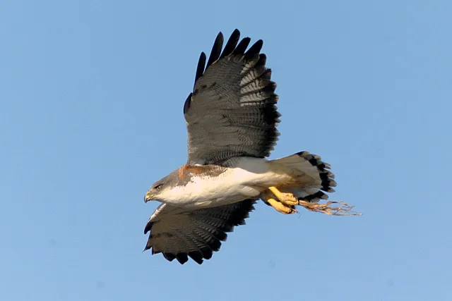 Rotrückenbussarde im Flug