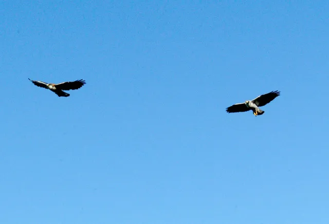 Rotrückenbussarde im Flug