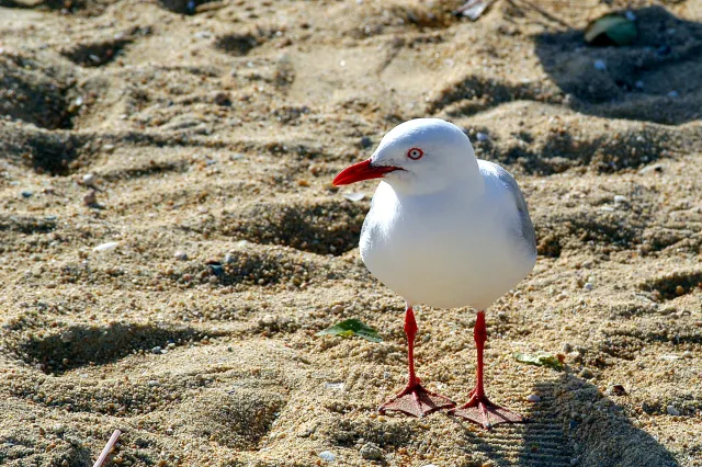 Rotschnabelmöwen (Chroicocephalus novaehollandiae scopulinus)