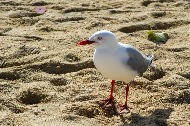 Rotschnabelmöwen (Chroicocephalus novaehollandiae scopulinus)