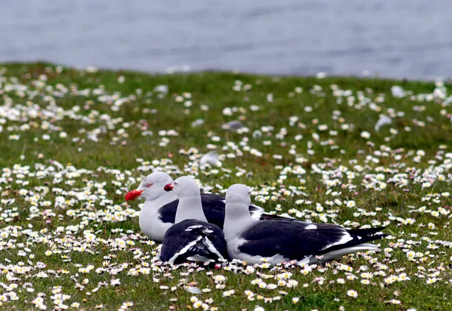 Blutschnabelmöwen an der Küste von Pebble Island