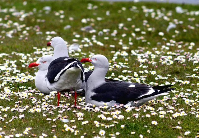 Blutschnabelmöwen an der Küste von Pebble Island