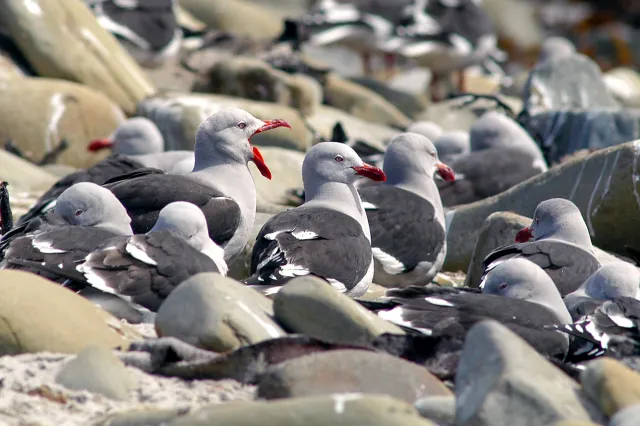 Eine Kolonie Blutschnabelmöwen an der Küste von Pebble Island