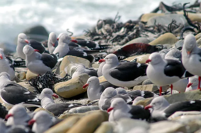 Eine Kolonie Blutschnabelmöwen an der Küste von Pebble Island