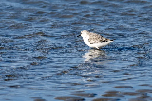 Ein Sanderling am Strand