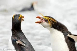 Royal penguins on Macquarie Island 