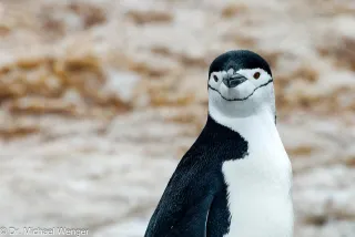 Chinstrap penguins in Antarctica