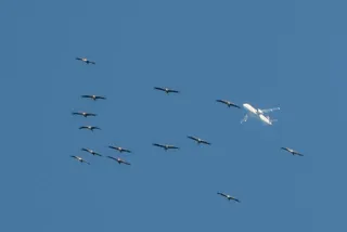 Kraniche mit Flugzeug