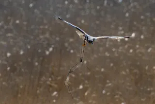 Rohrweihe mit Baumaterialien im Flug