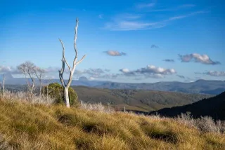 In der Ferne die Cradle Mountain